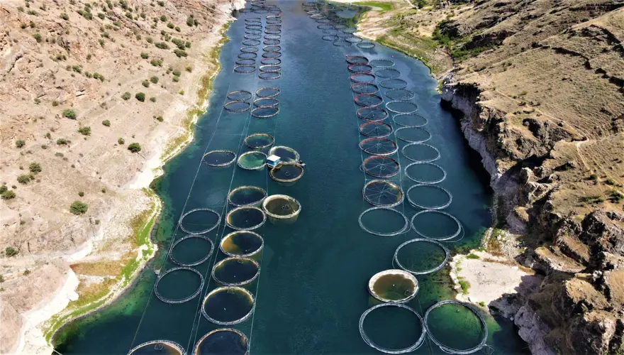 Elazığ'dan dünyaya Türk Somonu 2