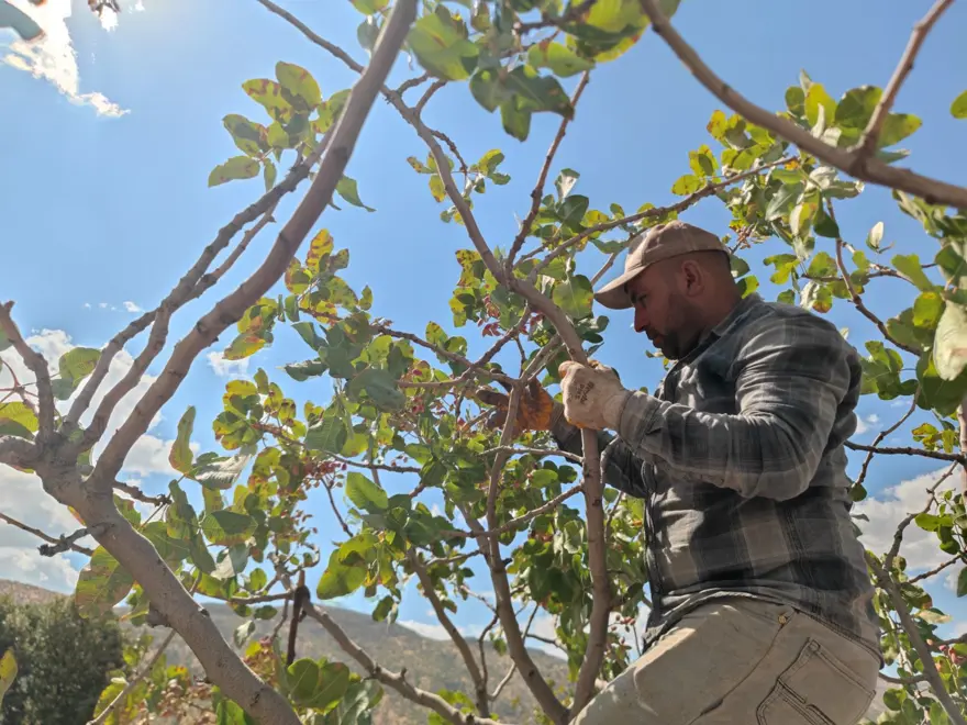 Aşırı sıcaklık ve kuraklık verimi düşürdü: Yanma ve rekolte kaybı var 4