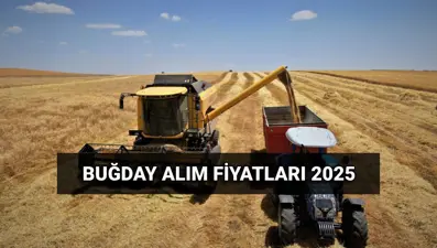 Hububat alım ücretleri ne zaman yatacak?2025 Buğday alım fiyatları:TMO makarnalık ve ekmeklik buğday, arpa ton başına ne kadar oldu?