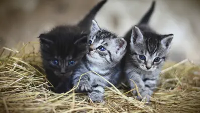 Tayvan’da 154kedi aynı gün öldürüldü: Hayvanseverlerden tepki