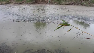 Gölet kuruma noktasına geldi