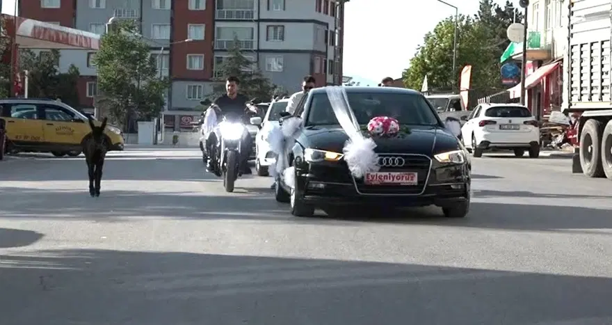 Kütahya'da ilginç görüntüler! "Bak şu sıpanın yaptığına" 1