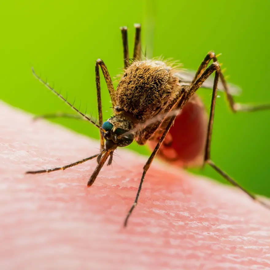 Sivrisinek ısırığı ile bulaşıp öldürüyor! Aşısı da yok tedavisi de... 1