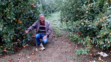 250 bin elma ağacı odun olacak