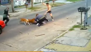 Pitbull sürüsü saldırdı