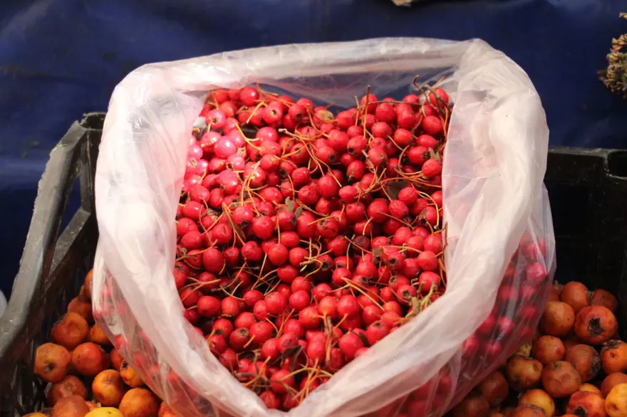 Aydın'ın dağlarında yetişiyor: "Süper yiyecek" pazara indi 1 Aydın'ın dağlarında yetişiyor: "Süper yiyecek" pazara indi 1
