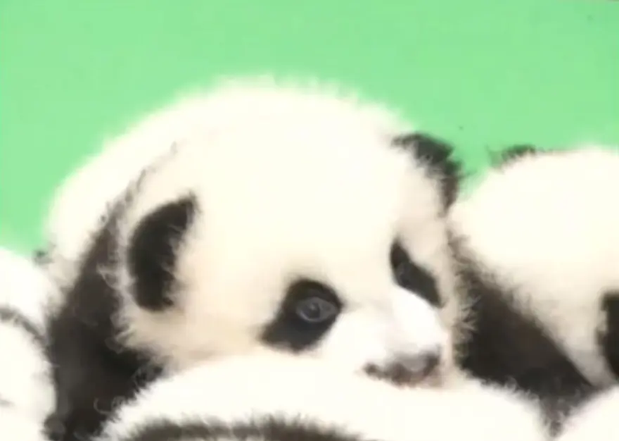 Yeni doğan 23 panda görücüye çıktı 4 Yeni doğan 23 panda görücüye çıktı 4