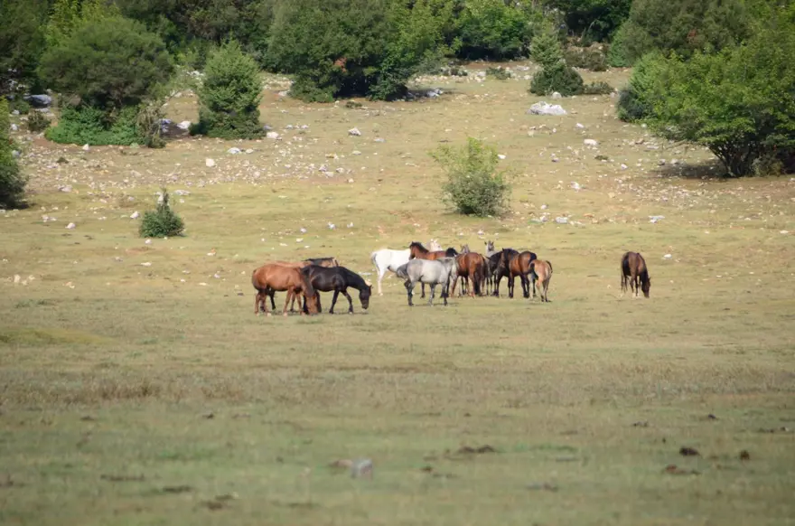 Soyları Osmanlı süvari birliğine dayanıyor! Torosların vahşi güzelliği 'Yılkı atları' 15