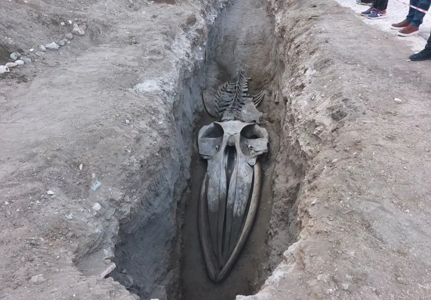 Mersin'de 4 yıl önce toprağa gömülen Fin balinasının iskeleti gün yüzüne çıkıyor Mersin'de 4 yıl önce toprağa gömülen Fin balinasının iskeleti gün yüzüne çıkıyor