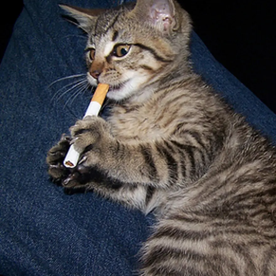 Poz verme sanatı 47