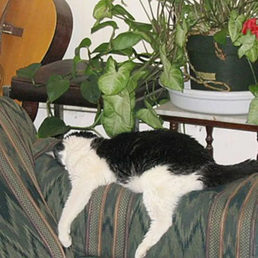 Poz verme sanatı 30