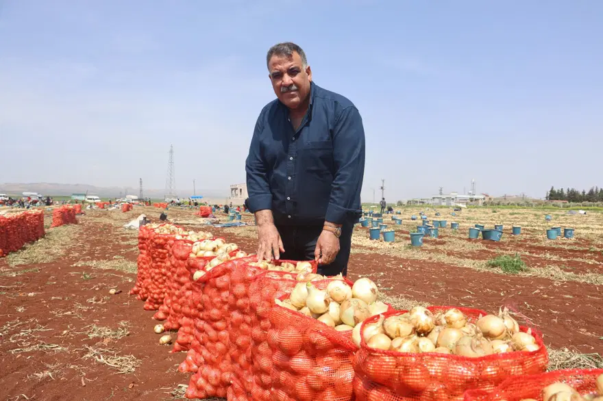 Hatay'da soğan hasadı başladı, rekolte çiftçinin yüzünü güldürdü: Tarlada kilosu 15-20 TL 