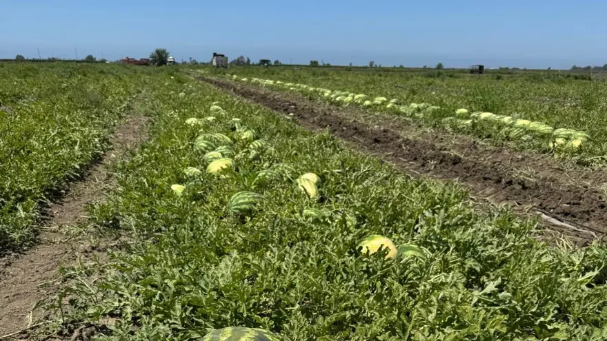Adana'da hasadı hız kazandı, fiyatı düştü: Tarlada kilosu 5 TL 