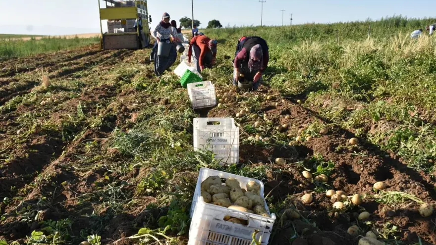 Hasat başladı, üreticinin yüzü güldü: Kilosu tarlada 10-12 TL 2
