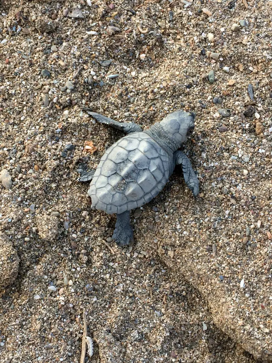 550 bin yavru deniz kaplumbağası denizle buluştu 9 550 bin yavru deniz kaplumbağası denizle buluştu 9