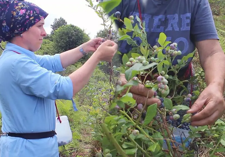 Halk arasında "mavi yemiş" olarak bilinen süper meyve, kilosu 300 TL! Altın gibi tartılarak satılıyor, 7 hastalığın şifası ondaymış 