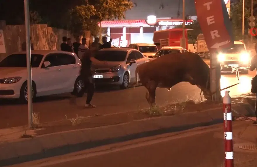 İstanbul’da kaçan dana ortalığı birbirine kattı: Motosikleteboynuz attı, sürücüsü son anda kurtuldu 4