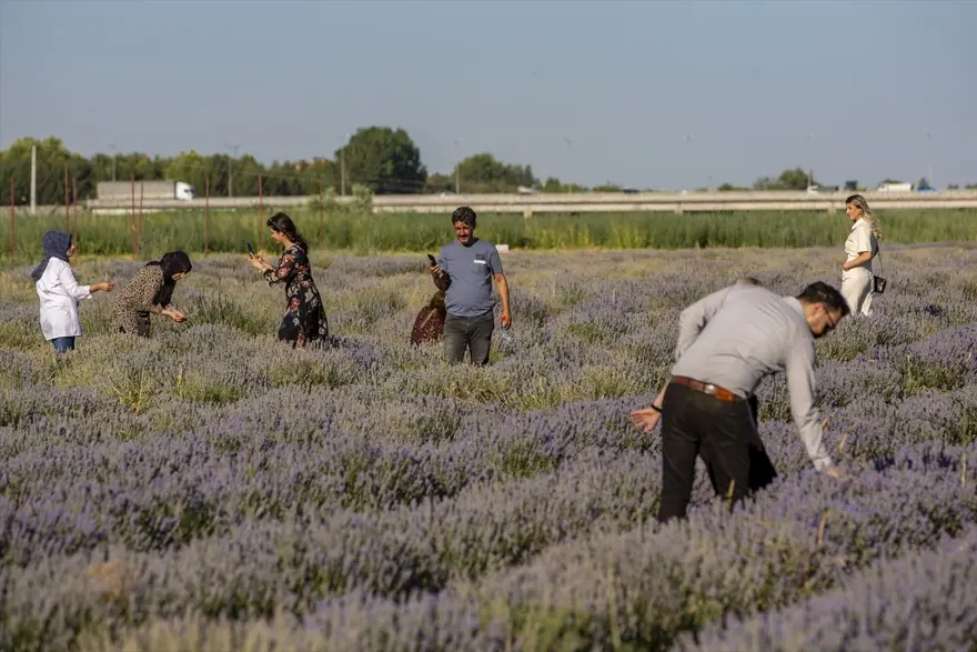 Diyarbakır'ın yeni cazibe merkezi: Lavanta bahçeleri 4