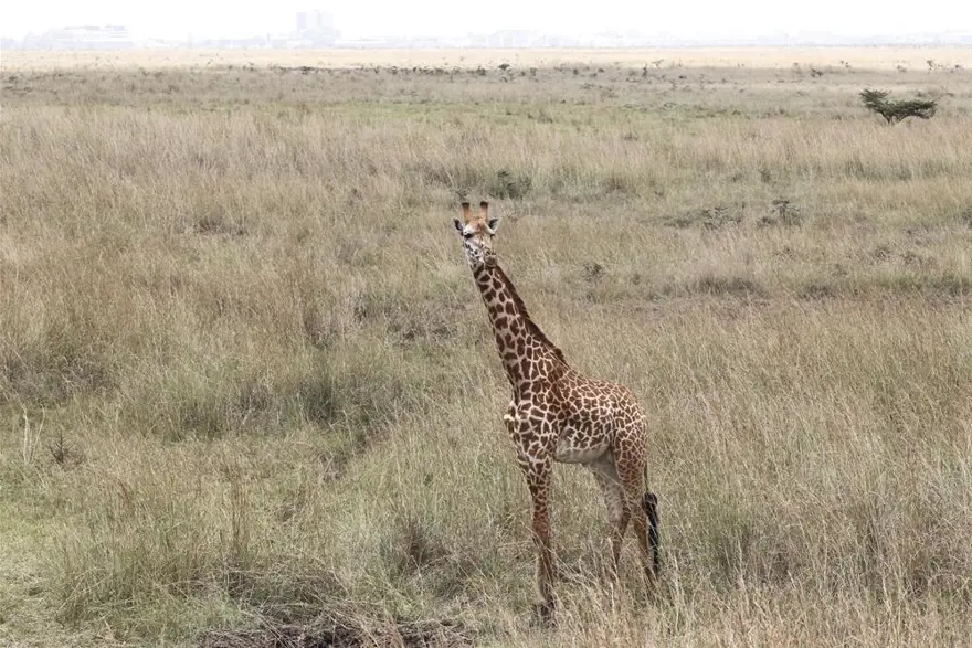 'Doğanın gözyaşı' 3