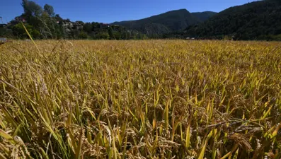 Rekolte yüzde 40 oranında düştü: İlçede hasadı sürüyor