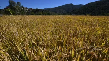 Rekolte yüzde 40 oranında düştü: İlçede hasadı sürüyor