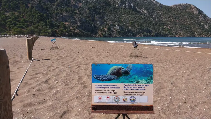İztuzu'nda caretta caretta yuvası sayısı 700'e ulaştı 1