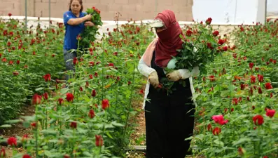 Gül üreticilerinin Anneler Günü mesaisi: Serada 5, internette 100 TL
