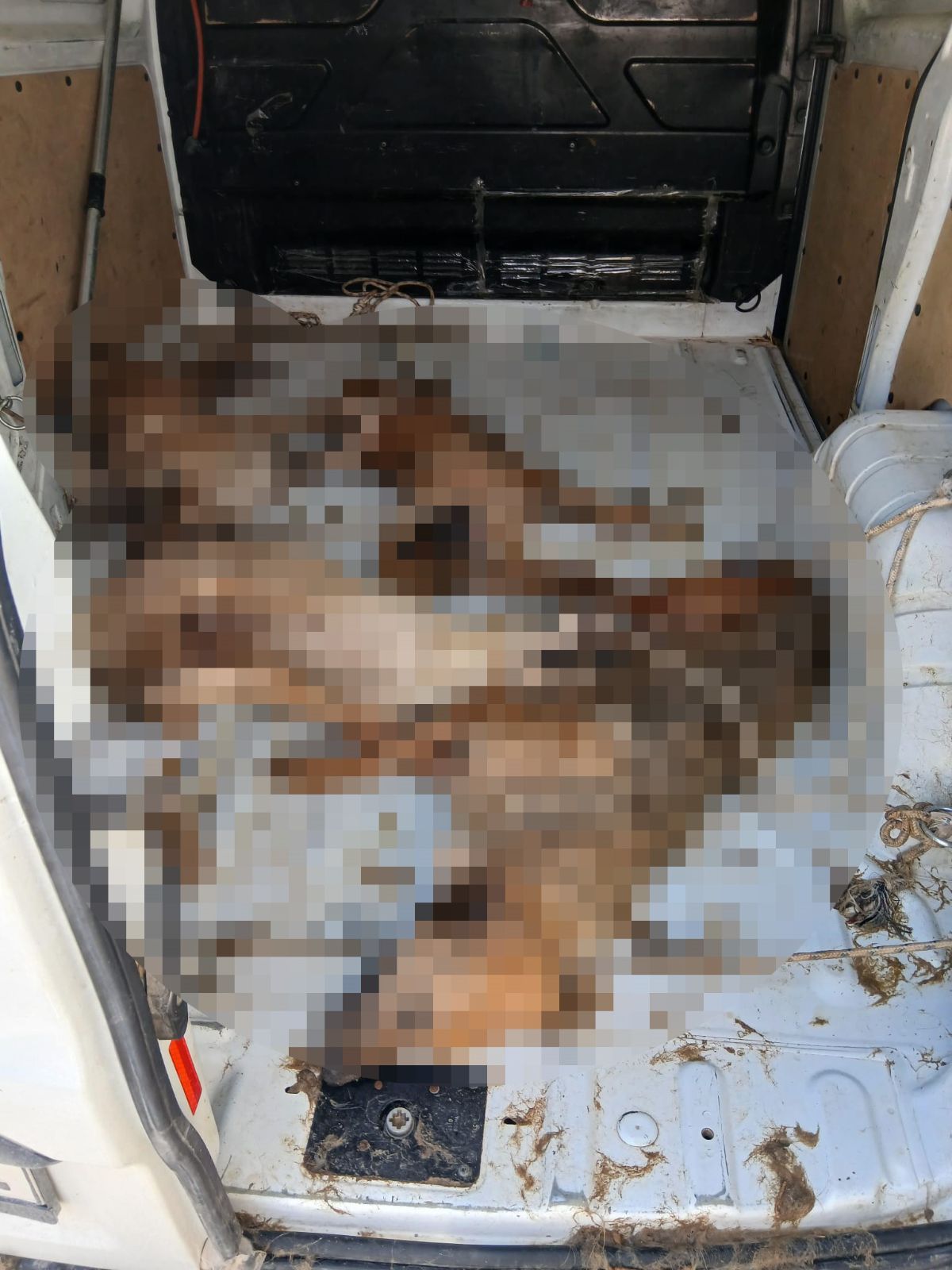 Nakil aracında 4 köpek öldü: Soruşturma başlatıldı