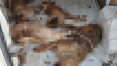 Nakil aracında 4 köpek öldü: Soruşturma başlatıldı