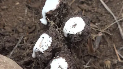 Köy halkı toprağı kazıyarak çıkarıyor! Kalp hastalıklarından diş çürüğüne kadar derman olmadığı dert yok: Tadı kekiği andırıyor