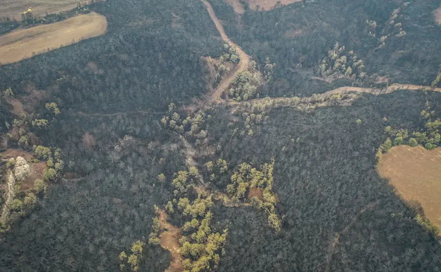 Bilecik'in ormanları siyaha büründü 9