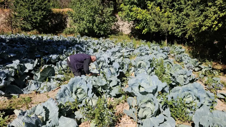 Bu yıl hasat yüz güldürdü: İstanbul, Ankara, Adana'ya gönderiliyor 1