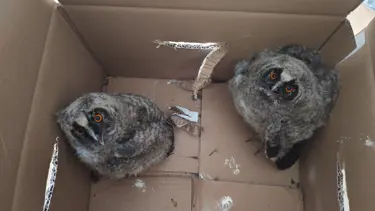 Yaralı yavru puhular koruma altında