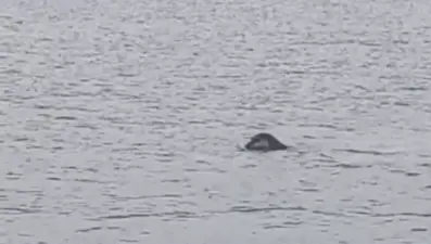 Oltayla balık tutarken fark etti: "Görmek herkese nasip olmaz"