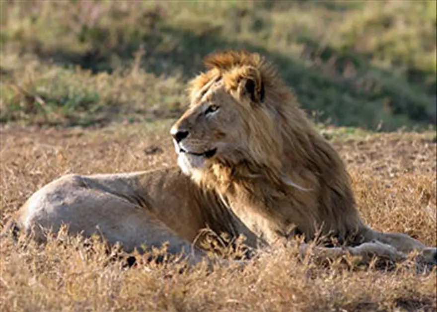 ASLAN 3