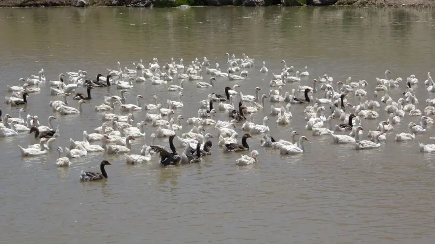 YOĞUN TALEP İRAN VE IRAK'TAN 6
