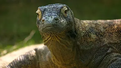 Selanik’te dev “ejder” bulundu