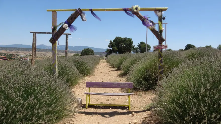 Türkiye'den dünya pazarına satılıyor! Köyde hasat başladı, hoş kokusuyla mest ediyor 2 Türkiye'den dünya pazarına satılıyor! Köyde hasat başladı, hoş kokusuyla mest ediyor 2