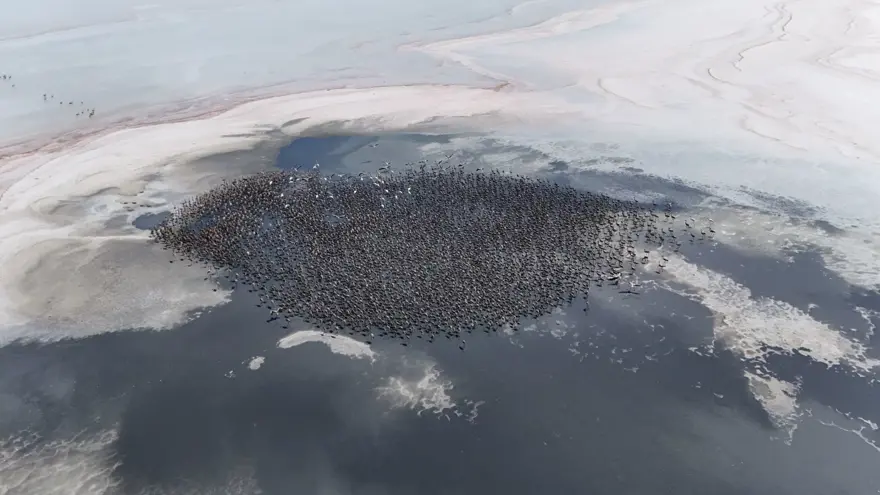 Flamingo cennetini de kuraklık vurdu: Bu yıl yavru sayısında düşüş 