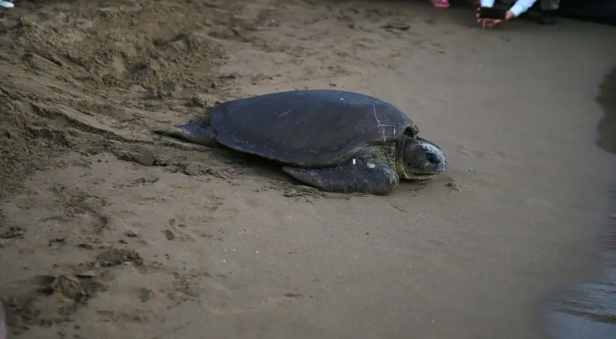 35 bin yavru caretta caretta denizle buluştu 9