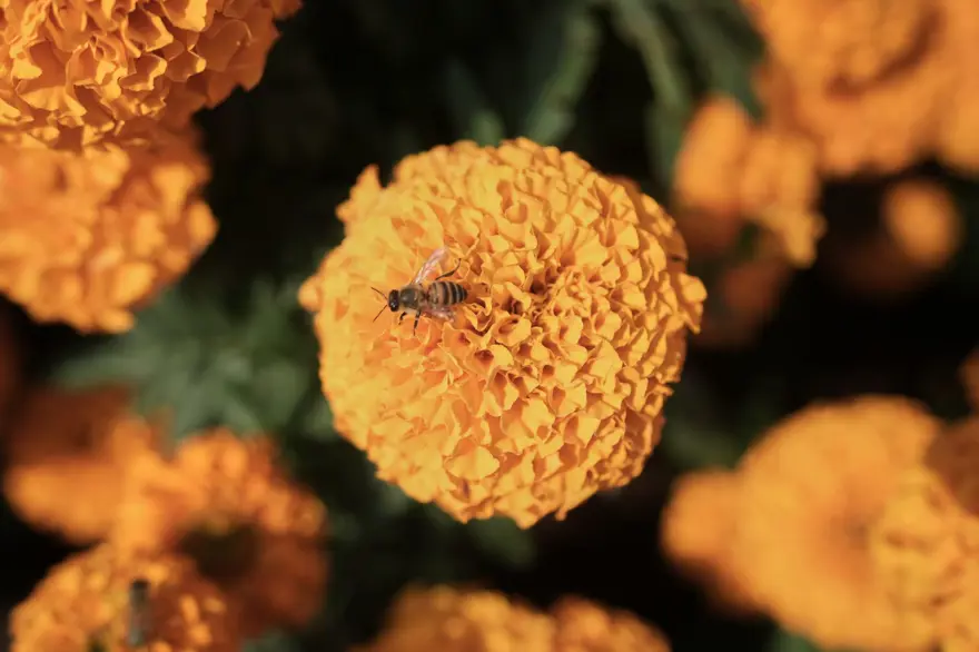 "Ruhları geri getiriyor": Ölüler Günü çiçeği tehdit altında 