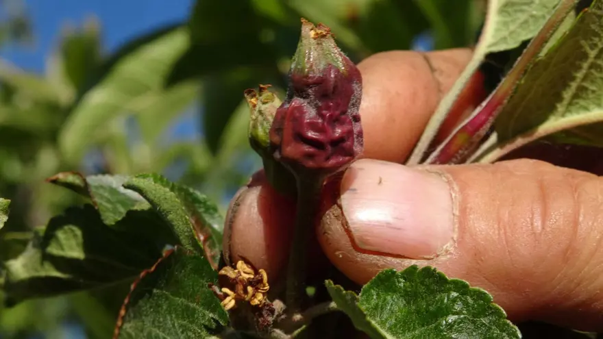 Mersin'de sıcaklık ani düştü, meyve bahçeleri zarar gördü 6 Mersin'de sıcaklık ani düştü, meyve bahçeleri zarar gördü 6