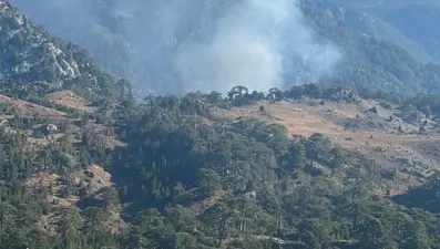 Muğla Köyceğiz'de orman yangını