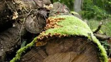 "Orman hayattır"
