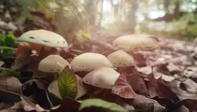 Mantar aynı aileden 6 kişiyi zehirledi