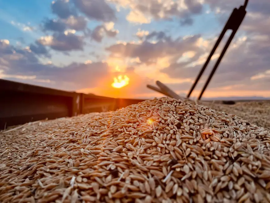 Kavurucu sıcaklarda zorlu mücadele! Sabahtan akşama kadar durmadan çalışıyorlar 2