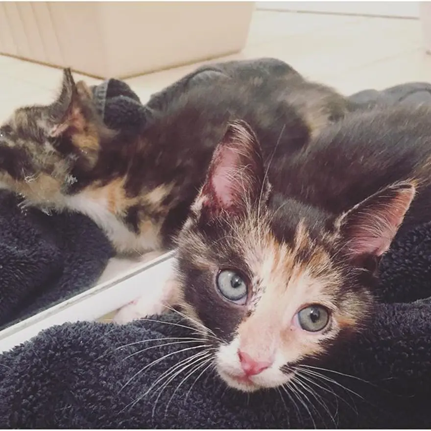 Hayatını kedileri kurtarmaya adadı 342