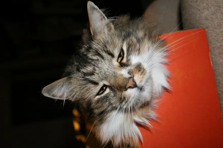 İnternetin yeni fenomenleri 117