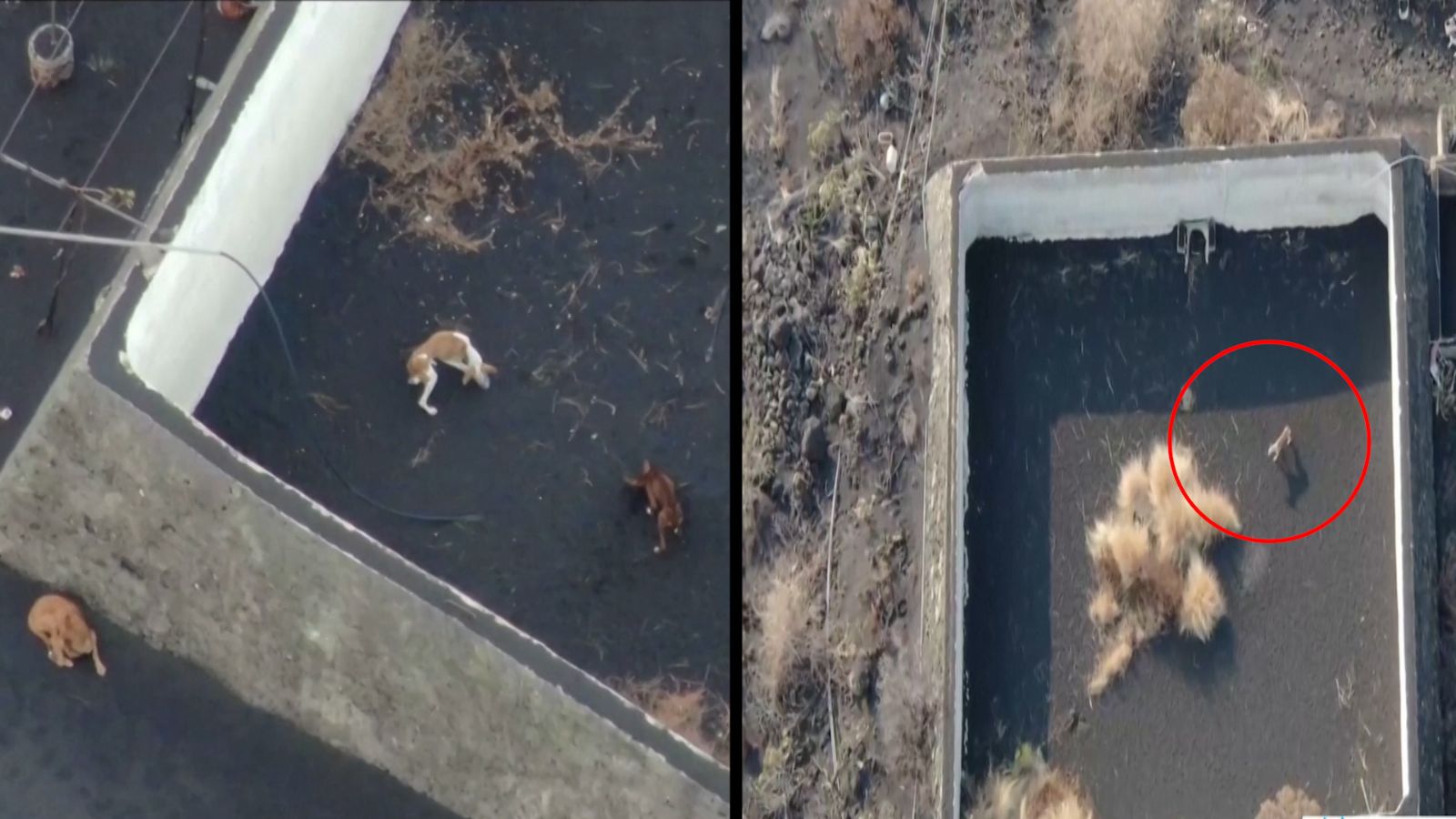 Lavların ortasında kalan köpeklere drone ile yardım