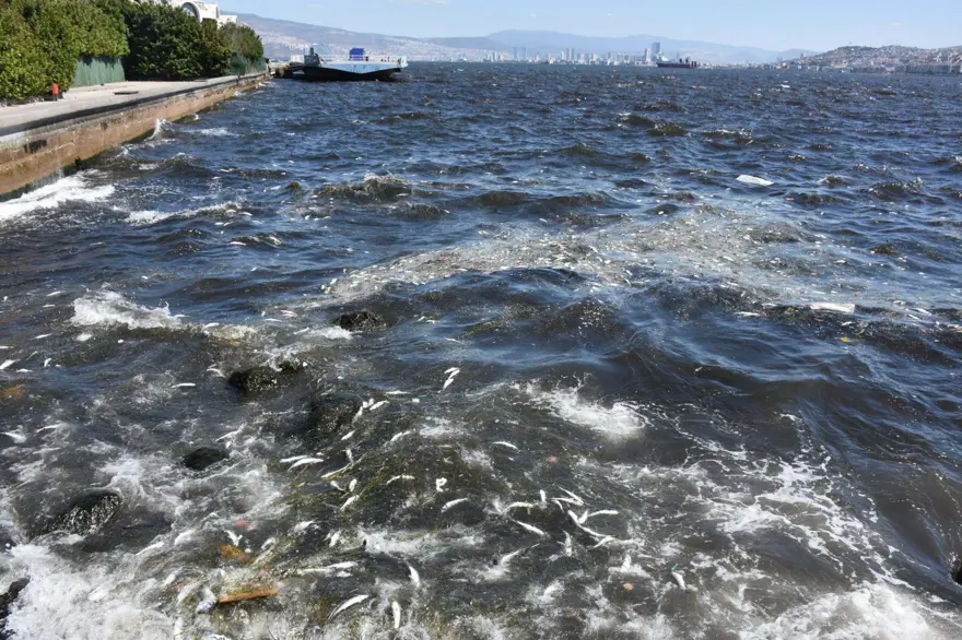 İzmir Körfezi'nde endişelendiren görüntü: Balık ölümleri başladı 2
